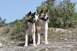 AKITA AMERICAIN 009